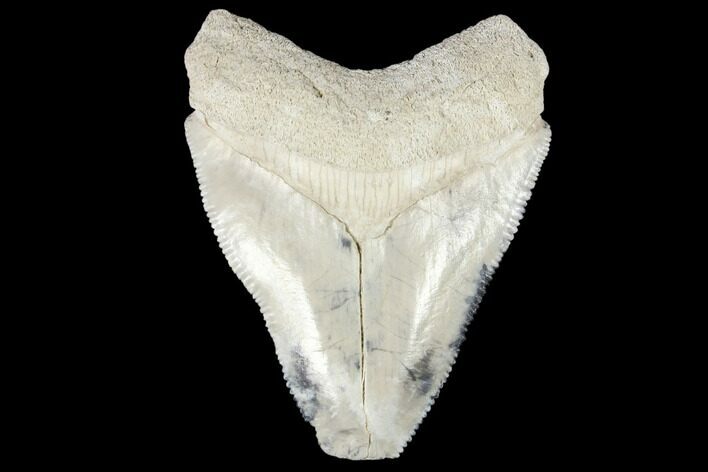 Fossil Megalodon Tooth - Florida #103396